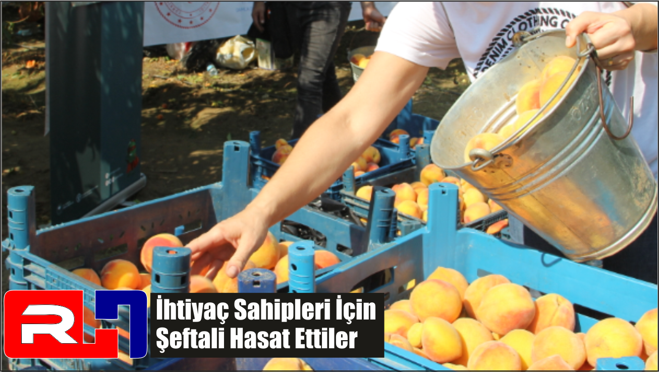İhtiyaç Sahipleri İçin Şeftali Hasat Ettiler