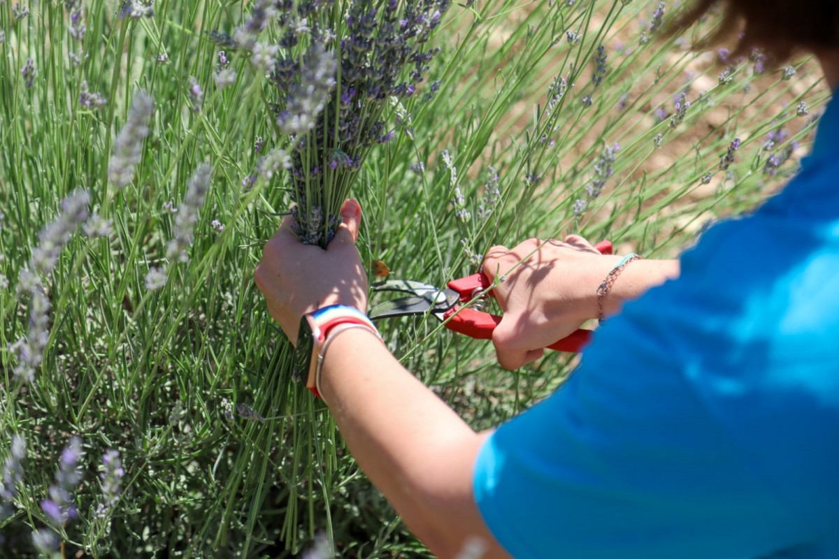 Karaova’da Lavanta Hasadı Başladı