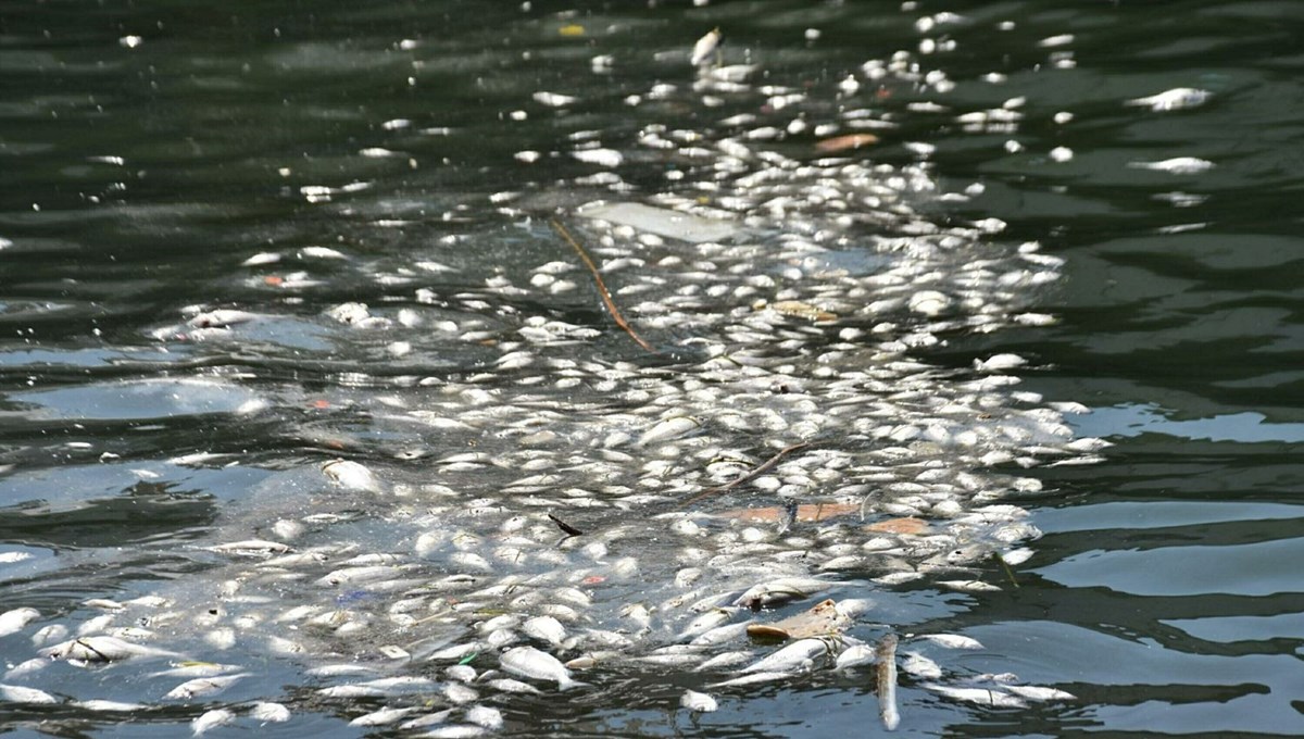 Balık ölümleri arttı: Kötü koku yayılıyor